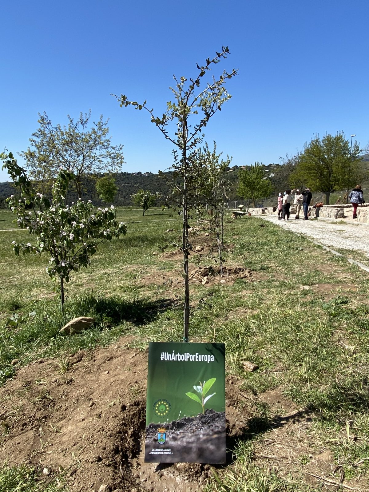 Pedrezuela celebra una jornada de plantación de árboles